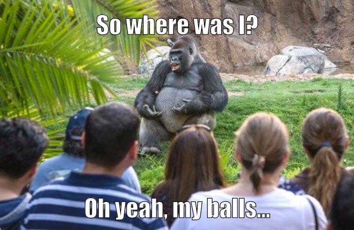 Gorilla relates testicle story.