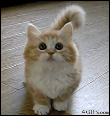 cute kitten - 4GIFS.com