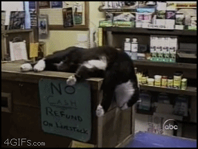 sleeping cat falls gif - No Refund an Lirestock abc 4GIFS.com