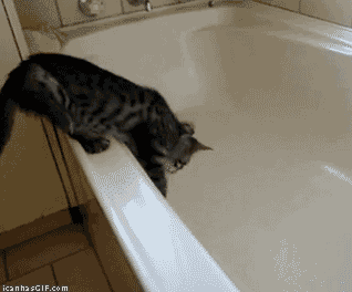 cat bathtub gif - icanhasCIF.com