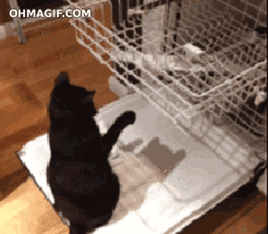 cat dishwasher gif - Ohmagif.Com
