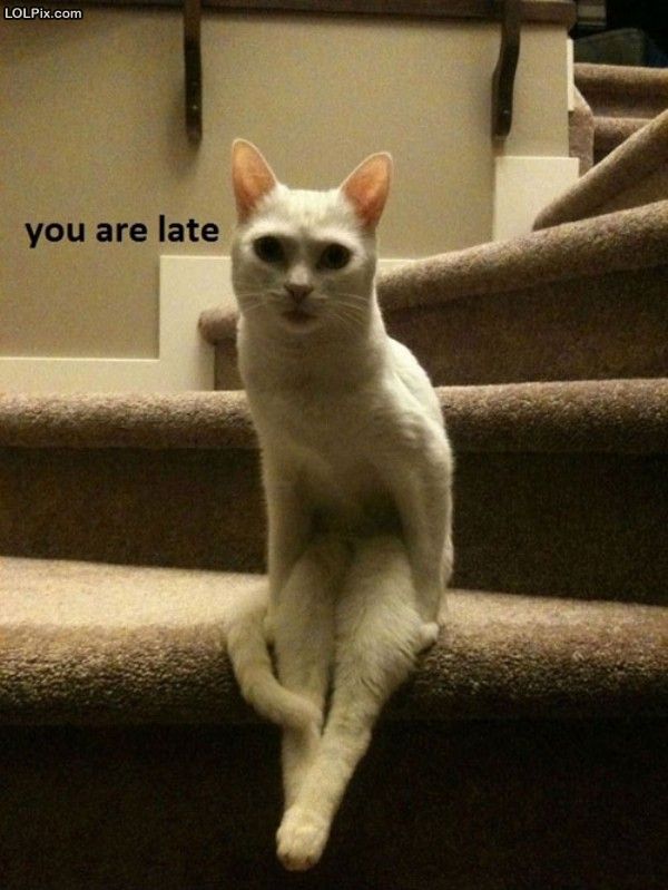 cat sitting on stairs - LOLPix.com you are late