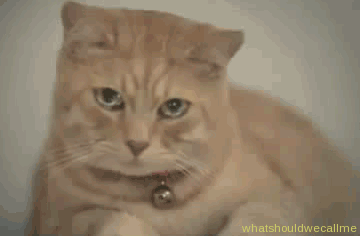 sad cat gif - whatshouldwecallme