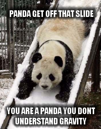 funny panda memes
