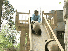 Pandas on a slide