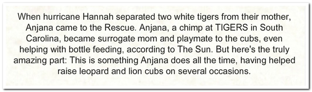 Anjana the Chimp