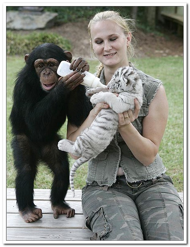 Anjana the Chimp