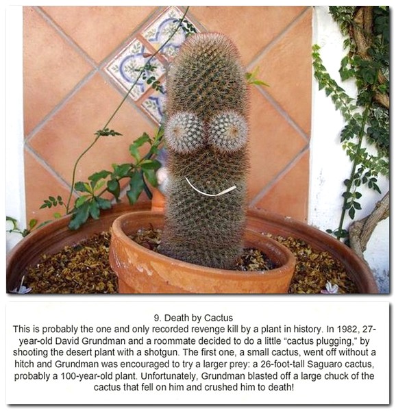 flowerpot - 9. Death by Cactus This is probably the one and only recorded revenge kill by a plant in history. In 1982, 27 yearold David Grundman and a roommate decided to do a little "cactus plugging," by shooting the desert plant with a shotgun. The firs