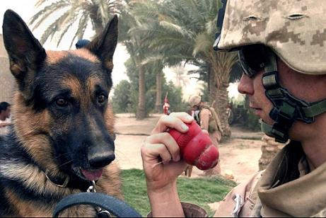 Military Working dogs