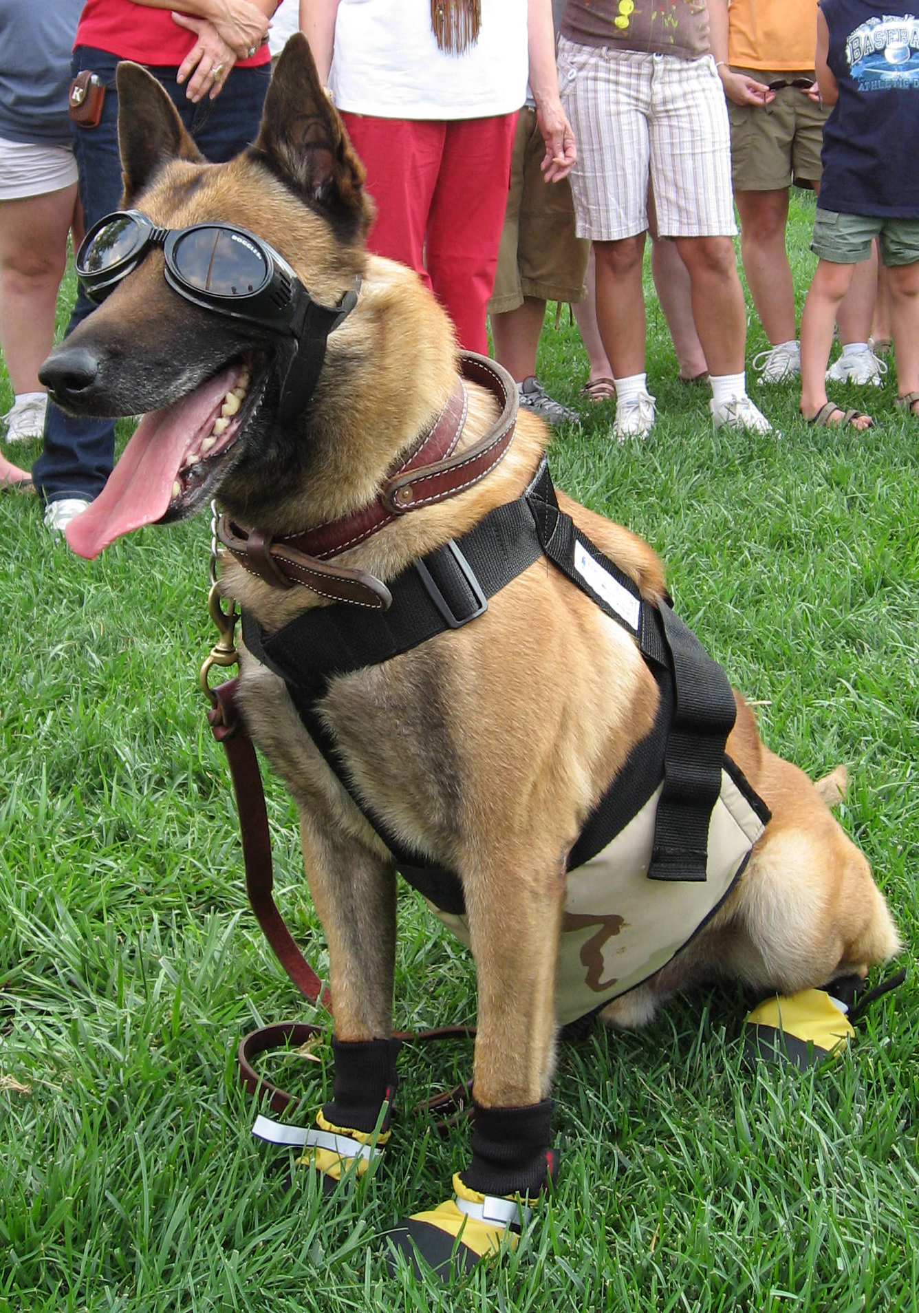 Military Working dogs