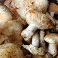Matsutake Mushrooms &#65533; $1000/pound