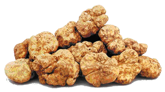 $165,000 /kg The white truffle is by far the rarest and most expensive mushroom in the world