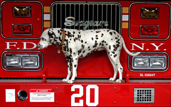   Dalmatians have been around for about 600 years.