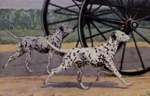  The Dalmatian is a very physical breed, with a strong, muscular body, and able to run great distances without tiring. 