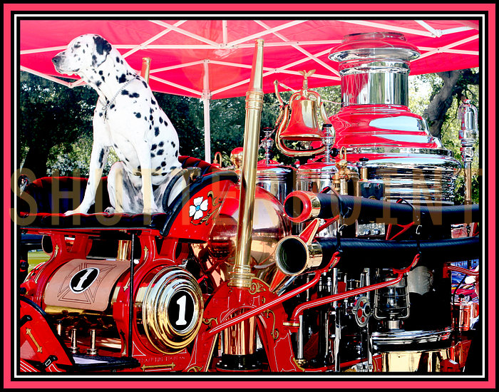 Typically two dalmatians would run next to the horses as they pulled the coach.