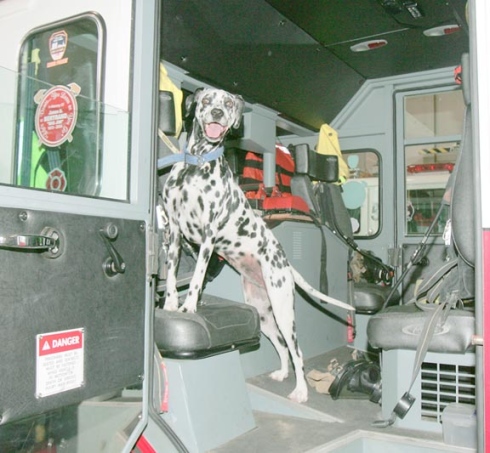 It is during the era of horse drawn fire apparatus that the Dalmatian becomes forever tied to the Fire Service.