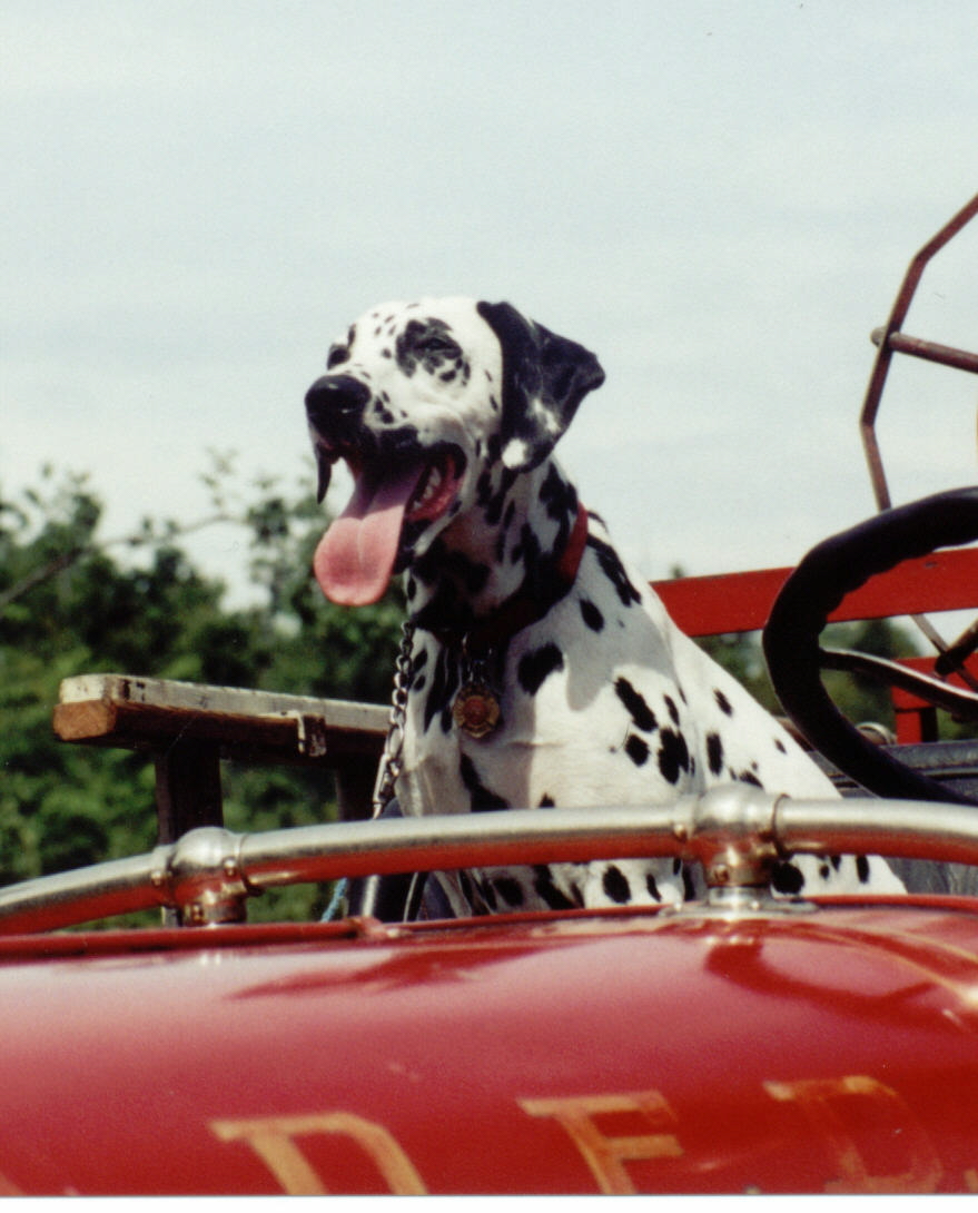 Dalmatians in the fire service. Fire dogs Gallery