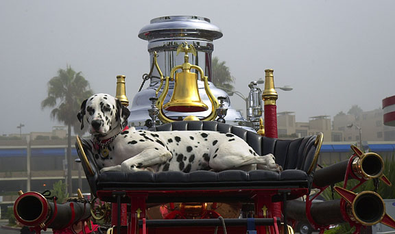 Because of the dog/horse bond, the dalmatian easily adapted to the firehouse in the days of horse-drawn fire wagons.