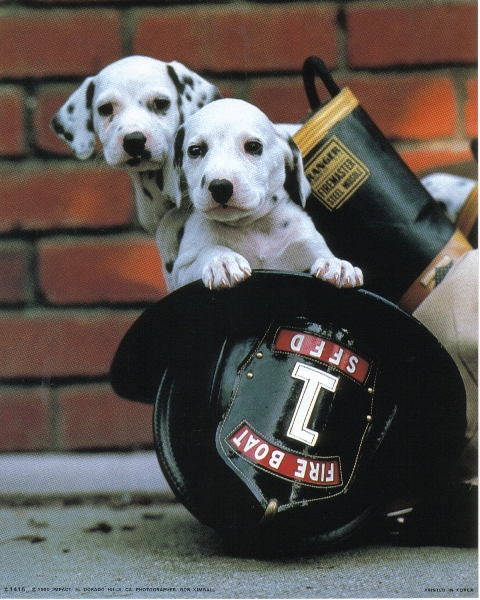 Since every firehouse had a set of fast horses to pull the pumper, it became common for each group of firefighters to keep a dalmatian in the firehouse to guard the firehouse and horses.