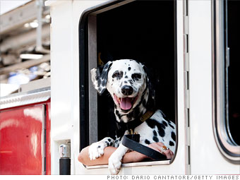 When the alarm came in, the dalmatian led the way for the horse-drawn pumper. 