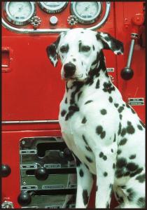 Because of this loyalty, the Dalmatian continued in the Fire Service once the horses were replaced with mechanical apparatus. 