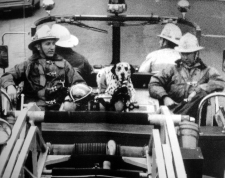 Dalmatians in the fire service. Fire dogs