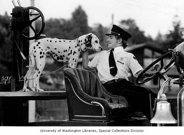 while at the scene of fires and rescues. In its long history in the Fire Service, there are also reports of how the Dalmatian has rescued trapped firefighters or victims. Overall, the Dalmatian is a brave and valiant dog