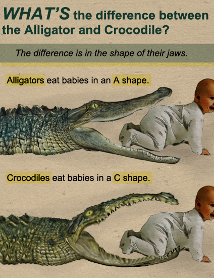 alligator vs crocodile - What'S the difference between the Alligator and Crocodile? The difference is in the shape of their jaws. Alligators eat babies in an A shape. Crocodiles eat babies in a C shape.