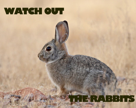 Watch out rabbits, this pic isn't worth your time.