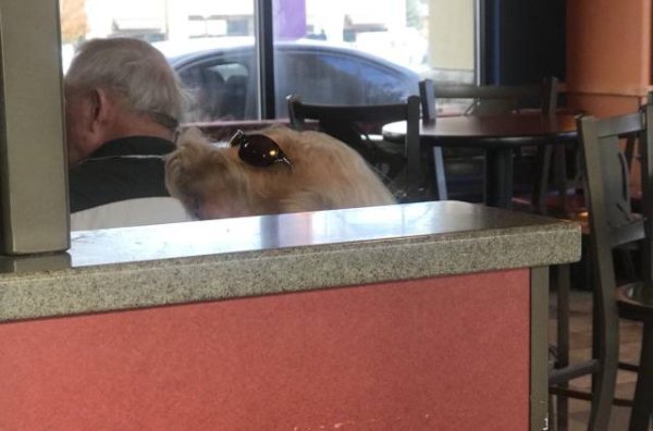 tell me why i thought this lady's hair was a dog wearing sunglasses