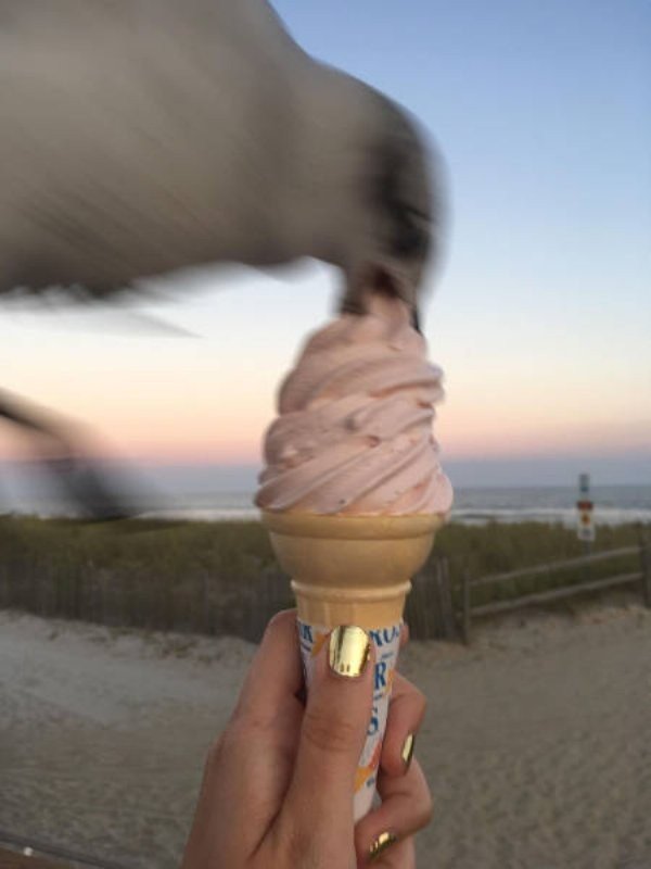 seagull eats ice cream