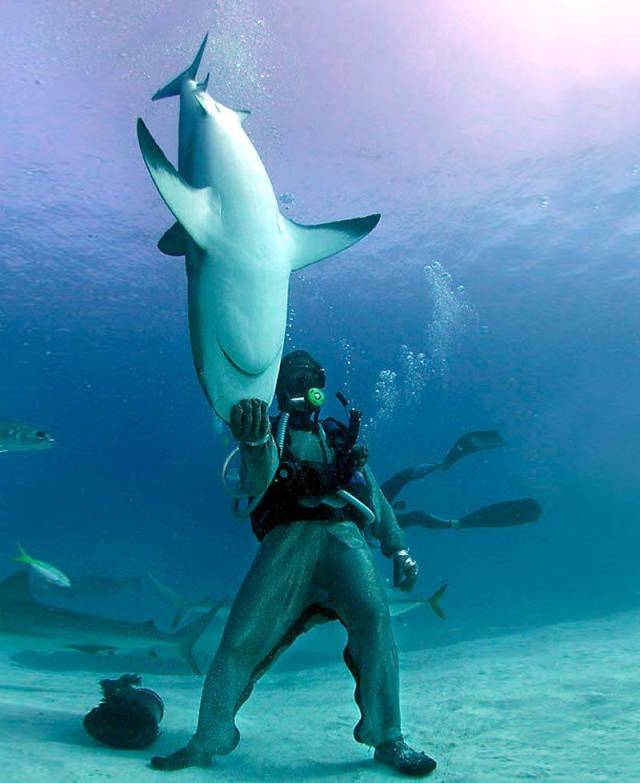 don't care shark man