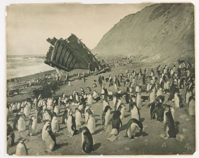 First Australian Antarctic Expedition Of 1911-1914