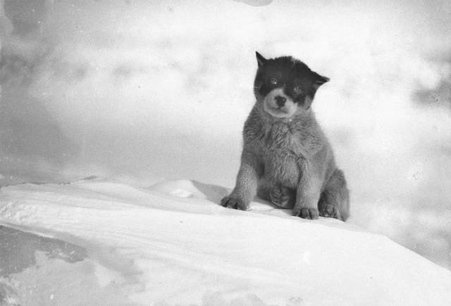 First Australian Antarctic Expedition Of 1911-1914