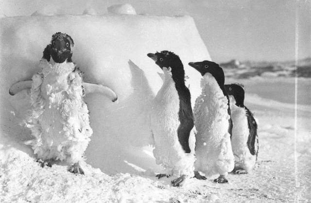 First Australian Antarctic Expedition Of 1911-1914