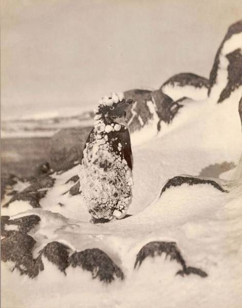 First Australian Antarctic Expedition Of 1911-1914