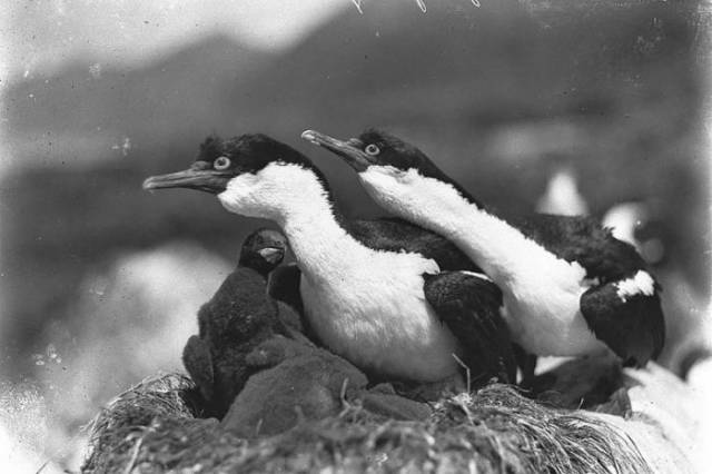 First Australian Antarctic Expedition Of 1911-1914