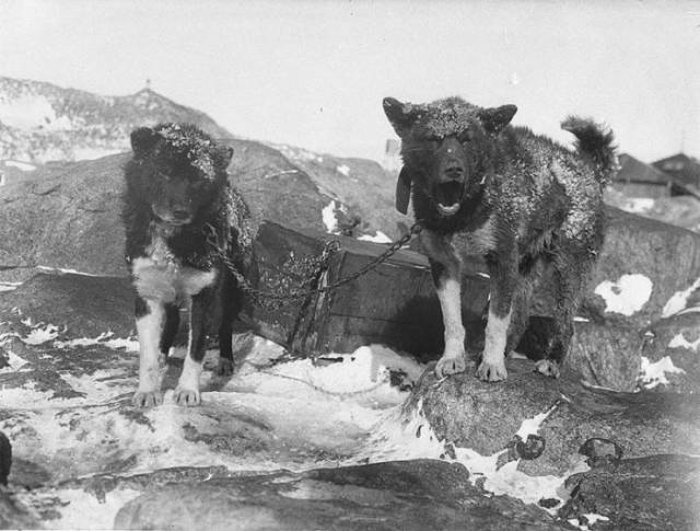 First Australian Antarctic Expedition Of 1911-1914