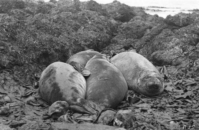 First Australian Antarctic Expedition Of 1911-1914