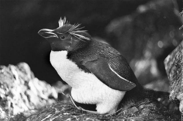 First Australian Antarctic Expedition Of 1911-1914