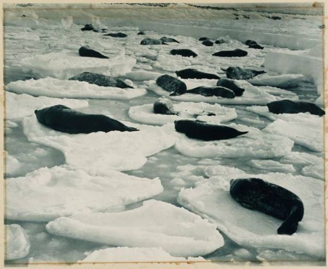 First Australian Antarctic Expedition Of 1911-1914