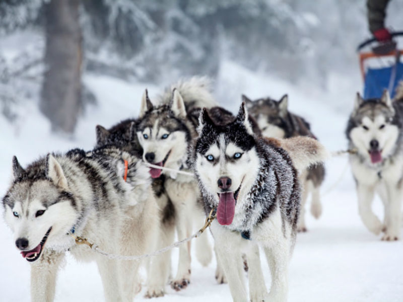 All dogs are banned in Antarctica since 1994. The concern was that the dogs might spread diseases to the seals.