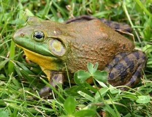 Bullfrogs do not sleep.