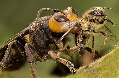 The Himalayan Honey Bee is the largest of all honeybees. It’s honey is hallucinogenic and collected by some Indian tribes.