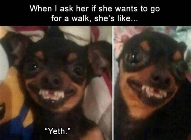 memes - facetiming your best friend like - When I ask her if she wants to go for a walk. she's ... "Yeth."