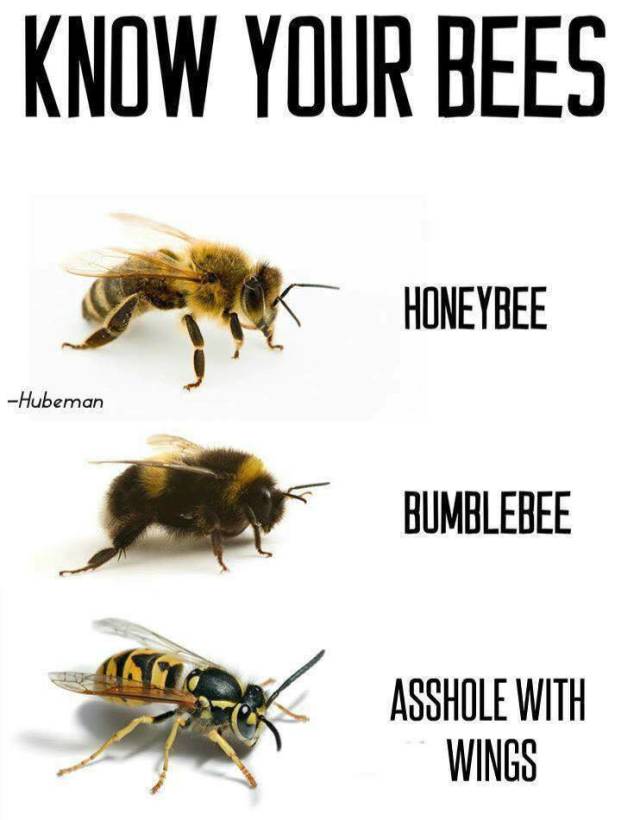 memes - do bees die when they sting you - Know Your Bees Honeybee Hubeman Bumblebee Asshole With Wings