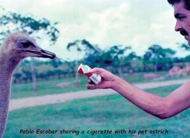 pablo escobar animals - Pablo Escobar sharing a cigarette with his pet ostrich