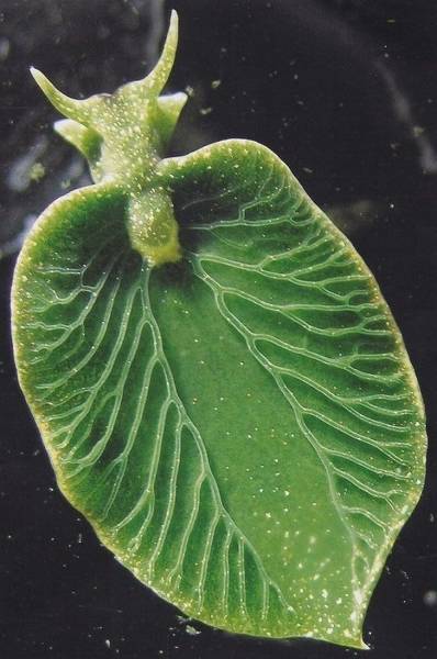 Elysia chlorotica, a sea slug that can photosynthesize
