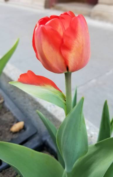 This tulip has a leaf that has half morphed into a petal