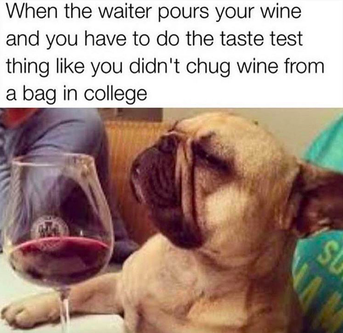 french bulldog wine - When the waiter pours your wine and you have to do the taste test thing you didn't chug wine from a bag in college